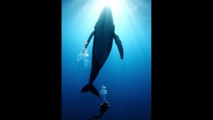 免费B站推广网站在线 - 深蓝星球：探索海洋深处的未知世界